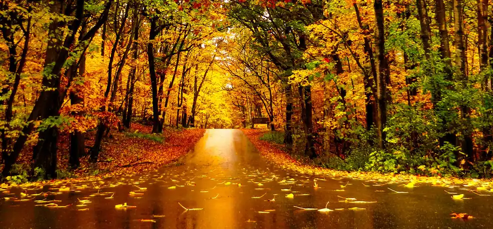 Lake Maria State Park forest trail and lakeshore in autumn